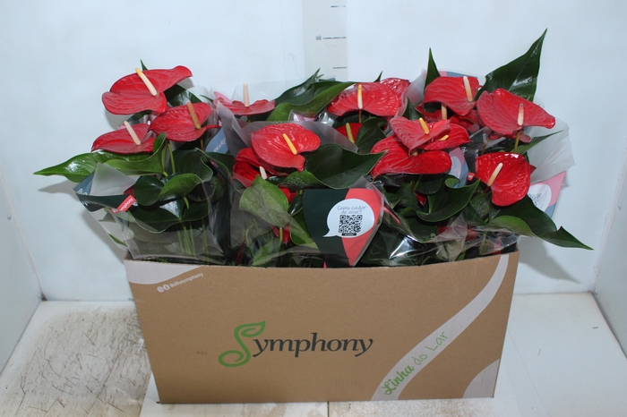 <h4>ANTHURIUM QUERIDA P15</h4>