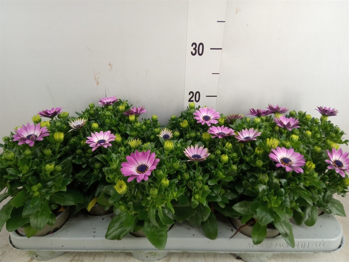 <h4>Osteospermum  'FlowPow Light Pink'</h4>