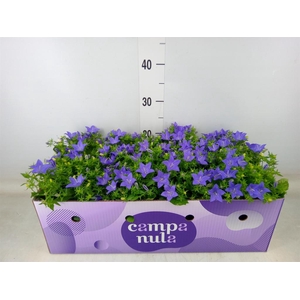 Campanula isoph. 'Napoli'