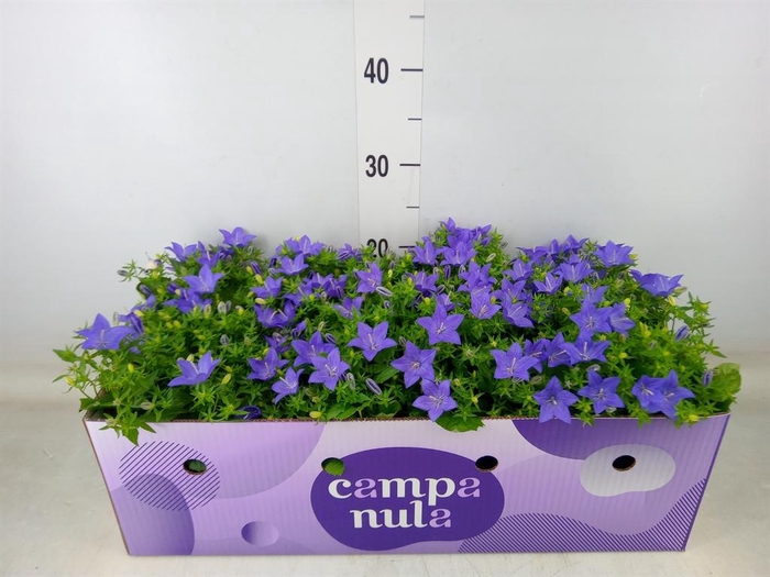 <h4>Campanula isoph. 'Napoli'</h4>