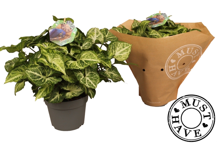 <h4>Syngonium arrow 'must have'</h4>