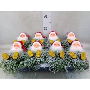 Soleirolia soleirolii   ...green