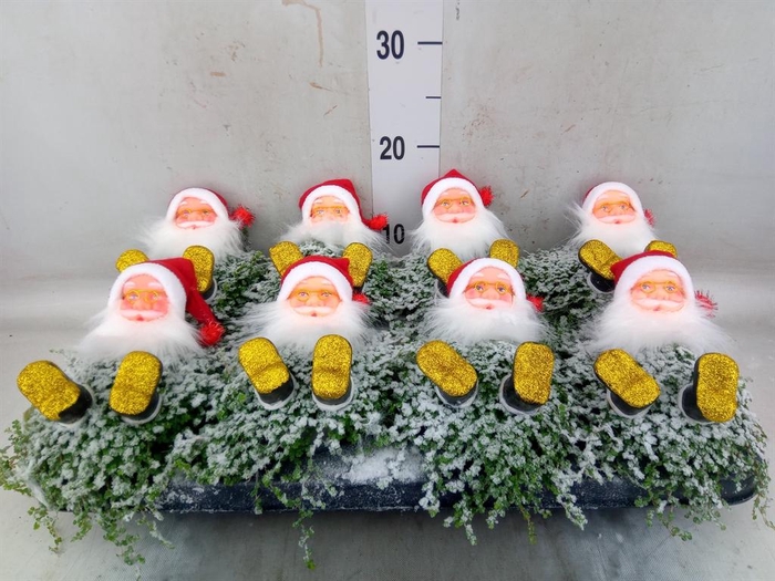 <h4>Soleirolia soleirolii ...green</h4>