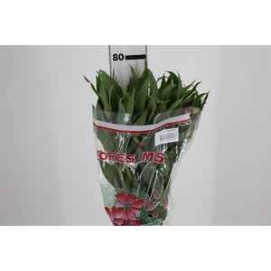 ALSTROEMERIA FLORENTINA 080 CM