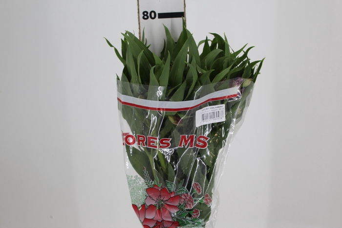 <h4>ALSTROEMERIA FLORENTINA 080 CM</h4>