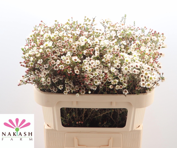 <h4>CHAME UN ELLA</h4>