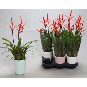 Vriesea Elan 12Ø 55cm