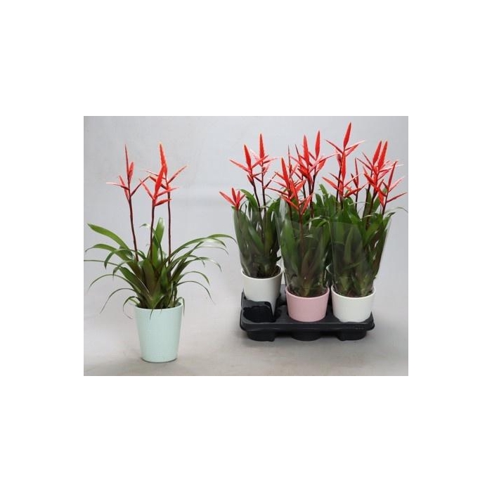<h4>Vriesea Elan 12Ø 55cm</h4>
