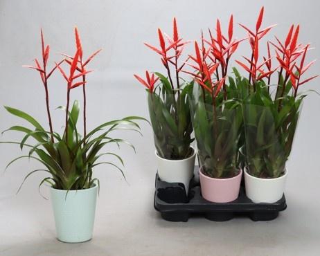 Vriesea Elan 12Ø 55cm