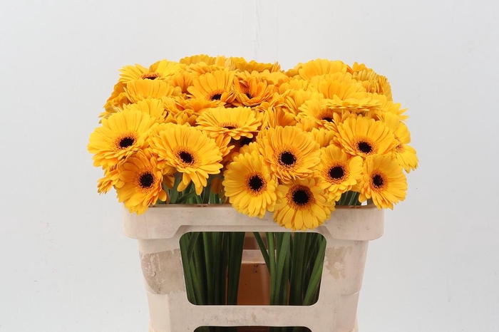 <h4>Ge Mi Delmonte</h4>