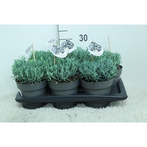 Andromeda pol. 'Blue Ice' P17 (potgekweekt)