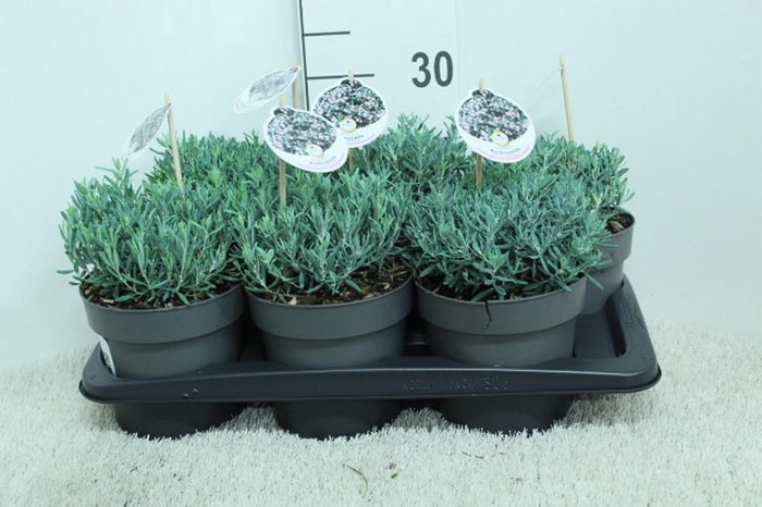 <h4>Andromeda pol. 'Blue Ice' P17 (potgekweekt)</h4>