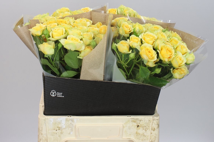 <h4>Rosa Tr Bandolero Ex</h4>