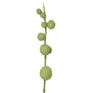 FOLHAGEM ASCLEPIAS