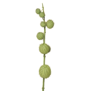 FOLHAGEM ASCLEPIAS