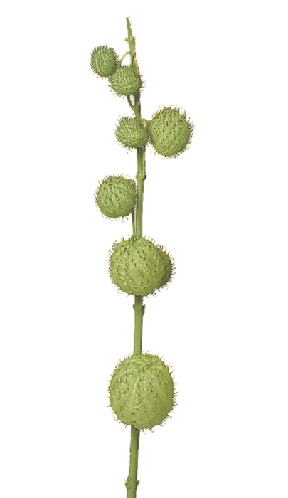 <h4>FOLHAGEM ASCLEPIAS</h4>