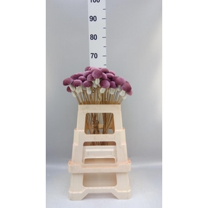 DECORATIEVE MATERIALEN   ...H% PADD