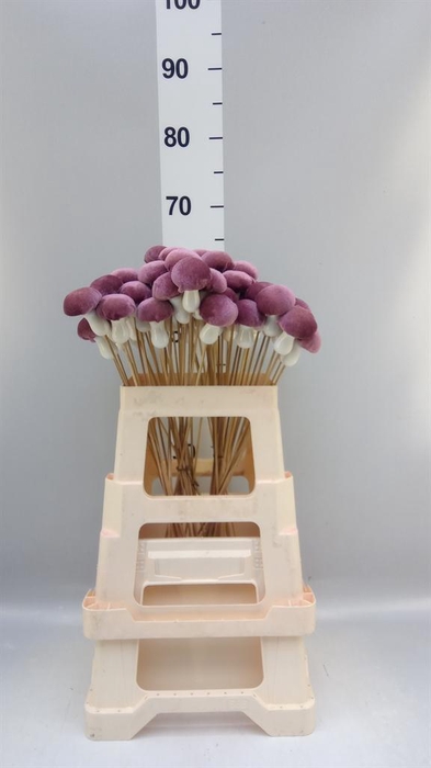 <h4>DECORATIEVE MATERIALEN   ...H% PADD</h4>