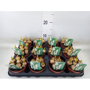 Muscari  'Magic White'