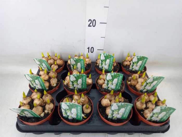 <h4>Muscari  'Magic White'</h4>