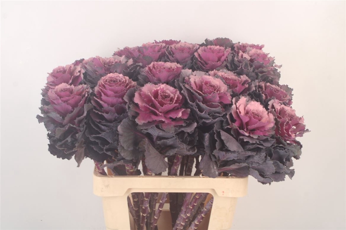 <h4>Brass Klb Purple</h4>