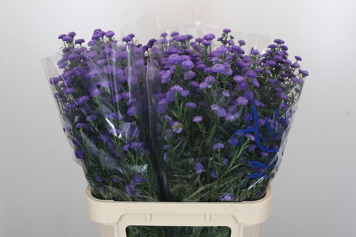 <h4>Aster Baby Parade</h4>