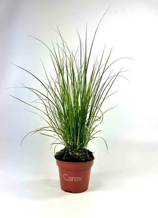 <h4>Carex 'Phoenix Green'</h4>