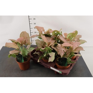 Syngonium 12 Cm. P. Podophyllum Neon Pink