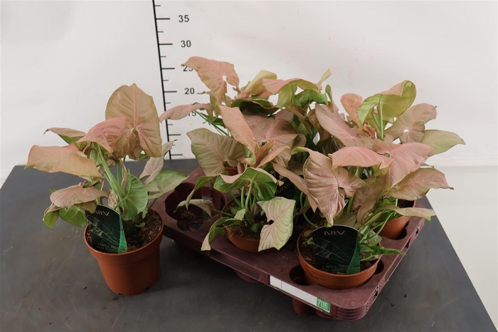 <h4>Syngonium 12 Cm. P. Podophyllum Neon Pink</h4>