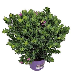 Polygala Myrtifolia Bush