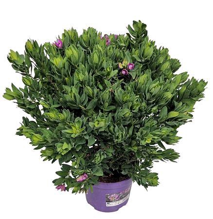 <h4>Polygala Myrtifolia Bush</h4>