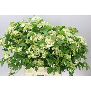 Viburnum White Star