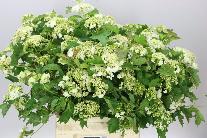 <h4>Viburnum White Star</h4>