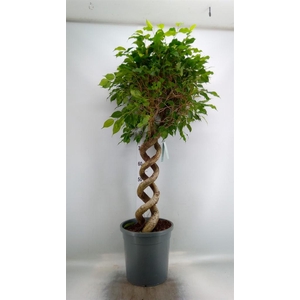 Ficus benja.   ...