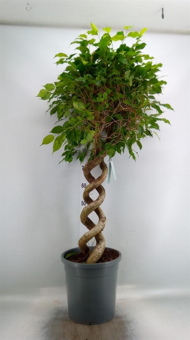 <h4>Ficus benja.   ...</h4>