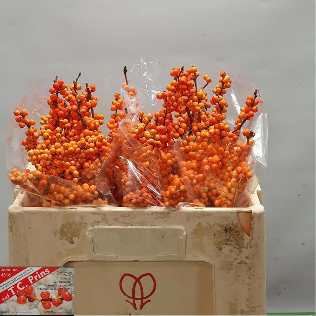 <h4>ILEX VE WINTER GOLD</h4>