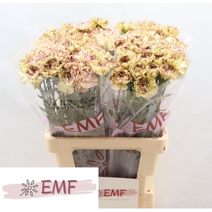 DI ST LADY KISS MARRONE