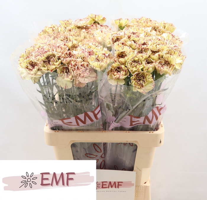 <h4>DI ST LADY KISS MARRONE</h4>