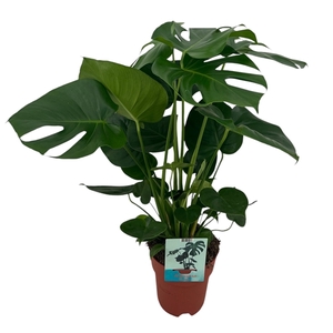 Monstera Deliciosa