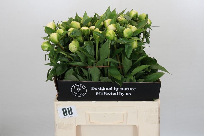 <h4>Paeonia Duchesse De Nemours</h4>