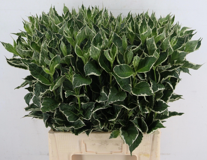 <h4>WEIGELIA FL MAG SUNSHINE 070CM</h4>