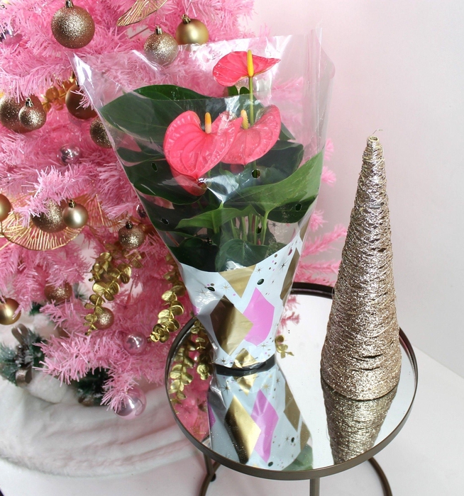 <h4>Anthurium XL.31 Arisa Pink 14cm in kersthoes</h4>