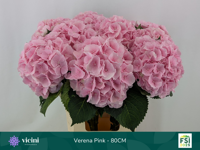 <h4>HYDR M CH VERENA</h4>