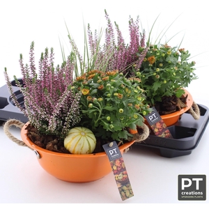 ARR TUINPLANTEN