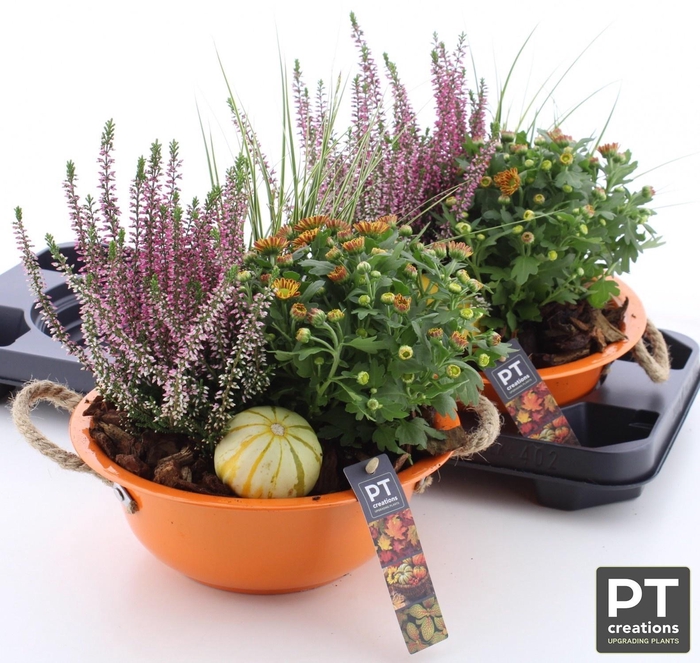 <h4>ARR TUINPLANTEN</h4>