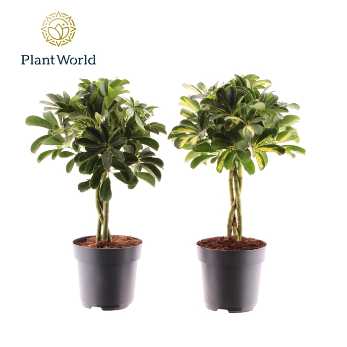 <h4>Schefflera vlecht mix (Gold Capella & Compacta)</h4>