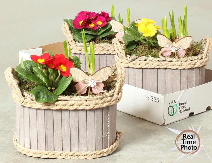 <h4>ARR TUINPLANTEN</h4>