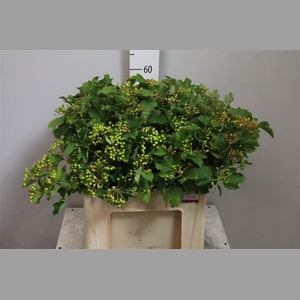 Viburnum Met Groene Bes