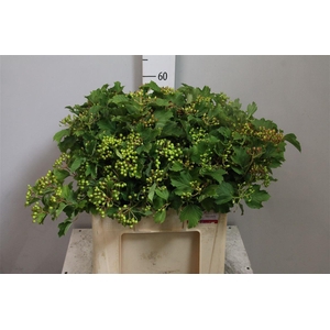 Viburnum Met Groene Bes