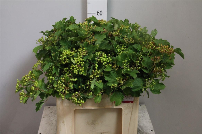 <h4>Viburnum Met Groene Bes</h4>